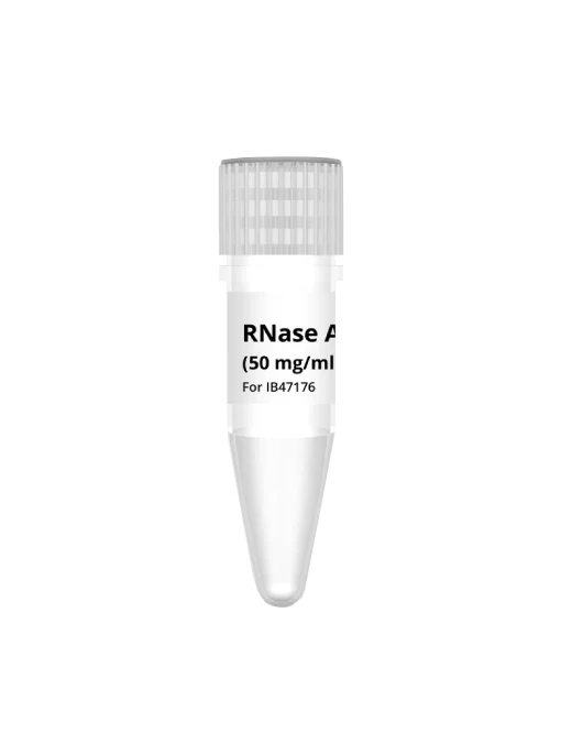 RNase A Solution 50mg/ml - 50 Microliters